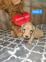 cream male, a male Miniature Dachshund for sale in Vonore, TN – Photo 3 of 3