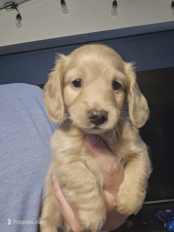 cream male – Miniature Dachshund puppy for sale in Vonore, TN