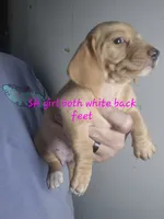 Cream SH girl, a female Dachshund for sale in Vonore, TN – 1 of 1