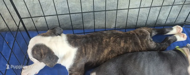 Brindle girl – Olde English Bulldogge puppy for sale in Vonore, TN