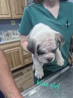 Blue girl, a female English Bulldog for sale in Vonore, TN – 1 of 1