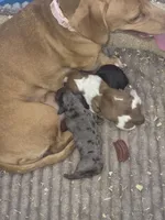 Short Haired Dapple Girl, a female Miniature Dachshund for sale in Vonore, TN – Photo 2 of 4