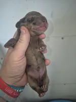 Short Haired Dapple Girl, a female Miniature Dachshund for sale in Vonore, TN – Photo 4 of 4