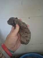 Short Haired Dapple Girl, a female Miniature Dachshund for sale in Vonore, TN – Photo 1 of 4