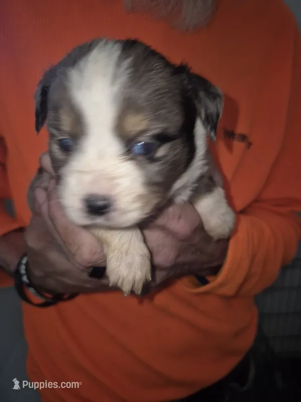 Blue Merle Boy – Toy Australian Shepherd puppy for sale in Vonore, TN