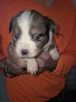 Blue Merle Boy, a male Toy Australian Shepherd for sale in Vonore, TN – 1 of 5