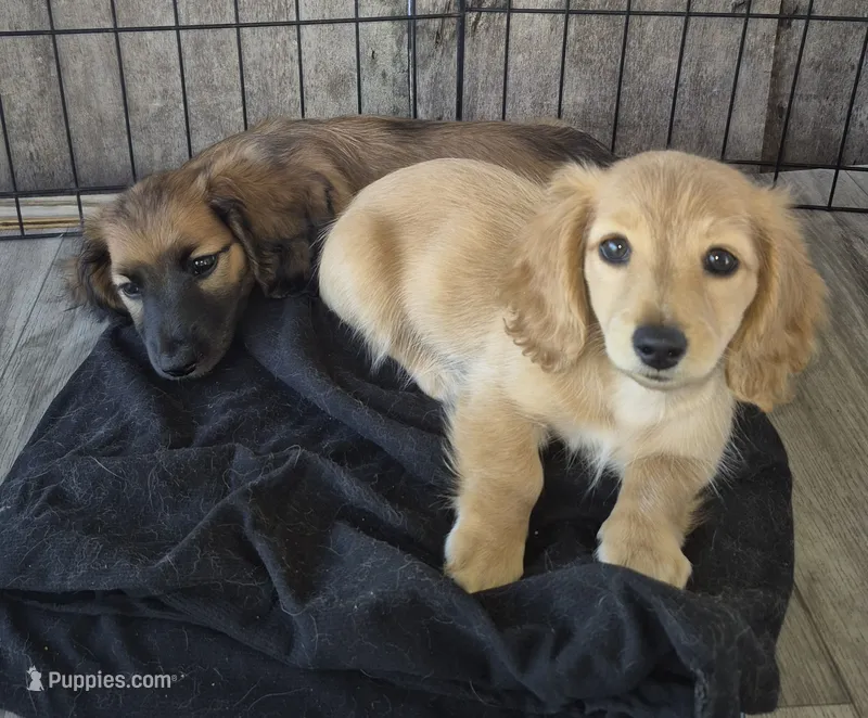 Cream AKC Girl – Miniature Dachshund puppy for sale in Vonore, TN
