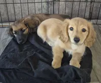 Cream AKC Girl, a male Miniature Dachshund for sale in Vonore, TN – 1 of 2
