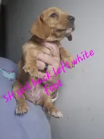 CREAM SHORT HAIRED GIRL, a female Dachshund for sale in Vonore, TN – 2 of 2