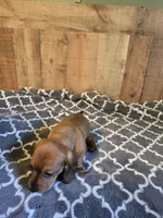 short haired female 2, a female Miniature Dachshund for sale in Vonore, TN – 1 of 1