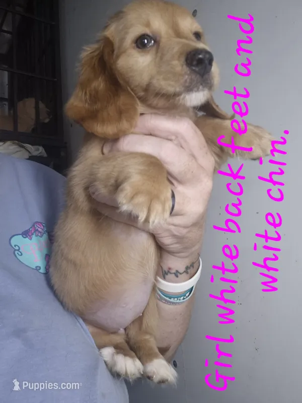 Long haired red cream Girl – Miniature Dachshund puppy for sale in Vonore, TN