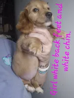 Long haired red cream Girl, a female Miniature Dachshund for sale in Vonore, TN – 2 of 3