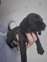 Black SH Boy, a male Dachshund for sale in Vonore, TN – 2 of 2
