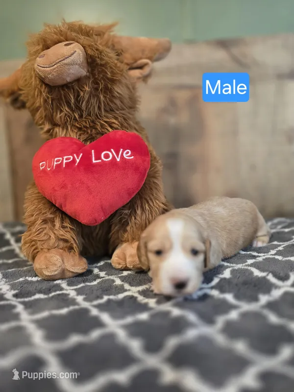 male cream piebald  – Miniature Dachshund puppy for sale in Vonore, TN