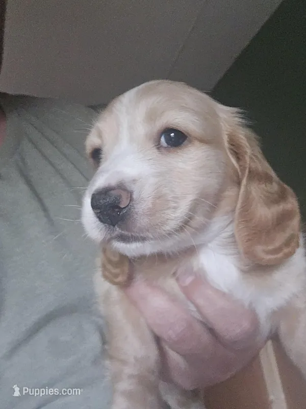 male cream piebald  – Miniature Dachshund puppy for sale in Vonore, TN