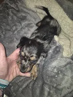 Ckc Long haired Dapple Boy, a female Miniature Dachshund for sale in Vonore, TN – 2 of 2