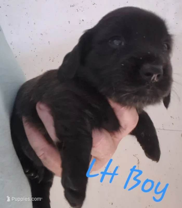 Long haired solid Black Boy – Dachshund puppy for sale in Vonore, TN