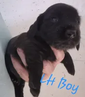 Long haired solid Black Boy, a male Dachshund for sale in Vonore, TN – 1 of 2