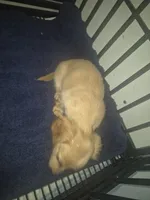 Caramel girl, a female Miniature Dachshund for sale in Vonore, TN – 2 of 2