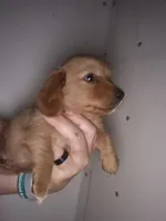 LH AKC red cream boy, a male Miniature Dachshund for sale in Vonore, TN – 3 of 5