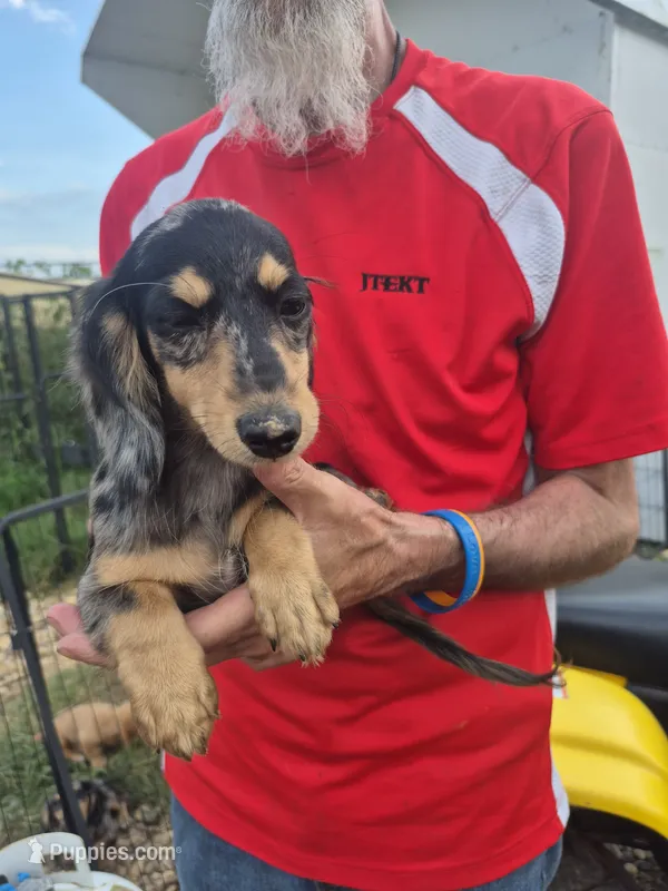 Echo Dapple Female cream pointed – Miniature Dachshund puppy for sale in Vonore, TN