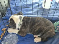 Brindle girl, a female Olde English Bulldogge for sale in Vonore, TN – 2 of 3