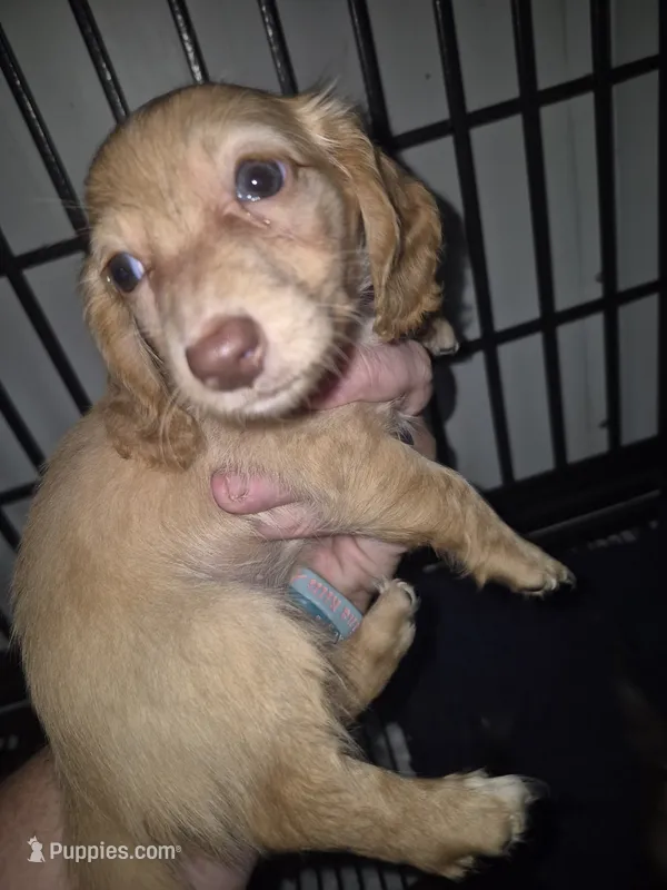 Caramel girl – Miniature Dachshund puppy for sale in Vonore, TN
