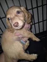 Caramel girl, a female Miniature Dachshund for sale in Vonore, TN – 1 of 2