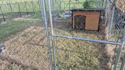 Black white boy, a male Olde English Bulldogge for sale in Vonore, TN – 2 of 2
