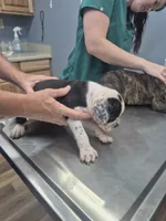 Black white Girl, a female English Bulldog for sale in Vonore, TN – 2 of 2