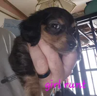 Dapple long haired Dachshund , a female Miniature Dachshund for sale in Vonore, TN – 1 of 2