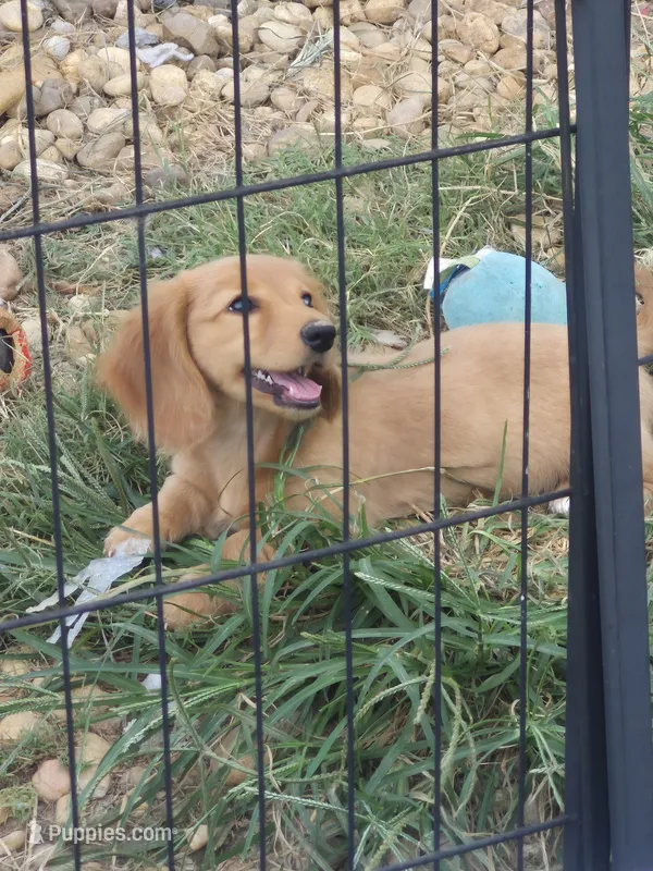 LH AKC cream red girl 2 – Miniature Dachshund puppy for sale in Vonore, TN
