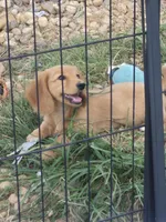 LH AKC cream red girl 2, a female Miniature Dachshund for sale in Vonore, TN – 2 of 5