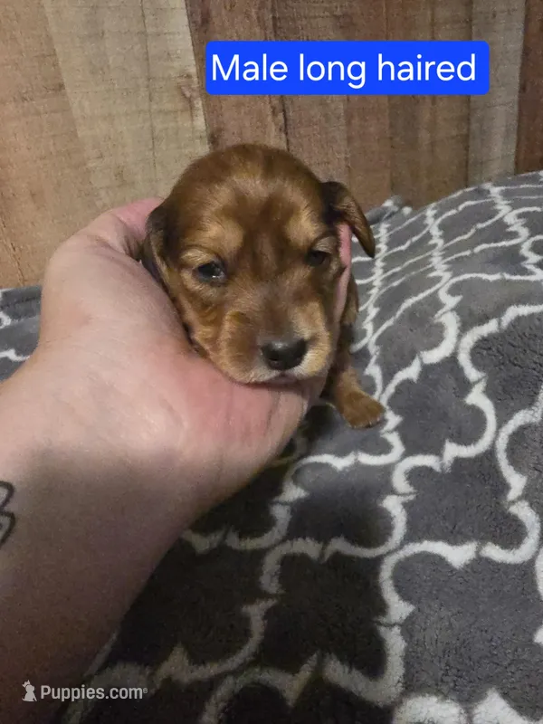 Long haired male 2 – Miniature Dachshund puppy for sale in Vonore, TN