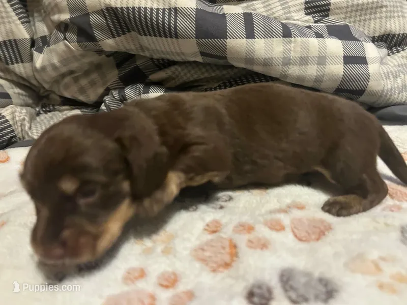 Chocolate tan Long haired boy  – Miniature Dachshund puppy for sale in Vonore, TN