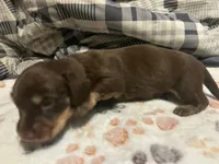 Chocolate tan Long haired boy , a male Miniature Dachshund for sale in Vonore, TN – 1 of 1