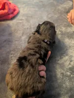 Bonni CKC Girl, a female Miniature Dachshund for sale in Vonore, TN – 1 of 4