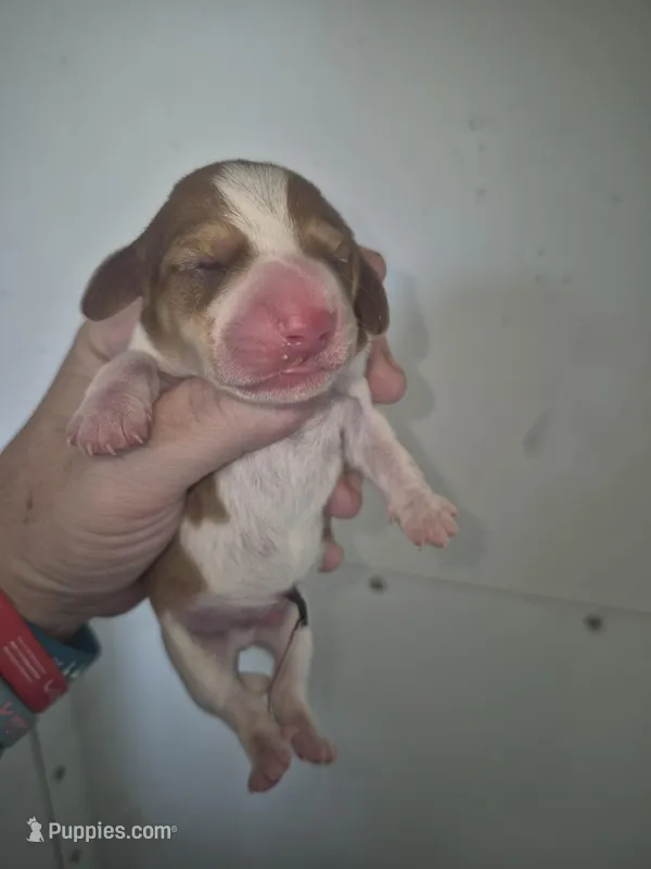 short haired Red white piebald boy – Miniature Dachshund puppy for sale in Vonore, TN