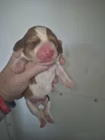 short haired Red white piebald boy, a male Miniature Dachshund for sale in Vonore, TN – Photo 1 of 3