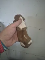 short haired Red white piebald boy, a male Miniature Dachshund for sale in Vonore, TN – Photo 2 of 3