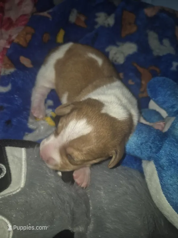 short haired Red white piebald boy – Miniature Dachshund puppy for sale in Vonore, TN