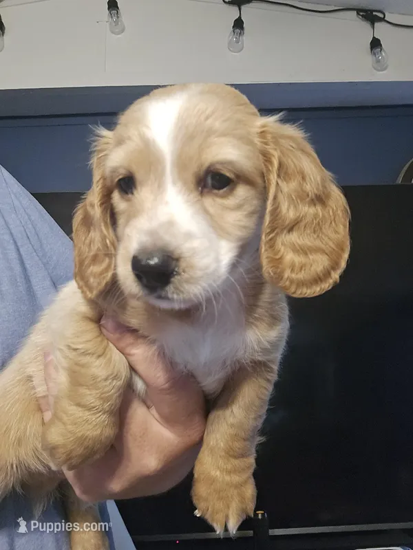 male piebald  – Miniature Dachshund puppy for sale in Vonore, TN