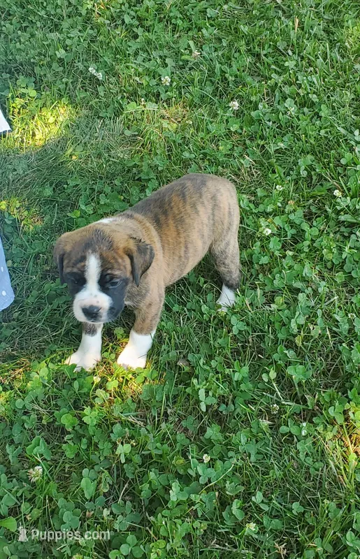 Lt brindle girl – Olde Boston Bulldogge puppy for sale in Vonore, TN