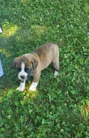 Lt brindle girl, a female Olde Boston Bulldogge for sale in Vonore, TN – 1 of 1