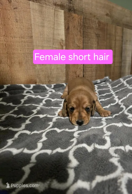 female short haired 1 – Miniature Dachshund puppy for sale in Vonore, TN