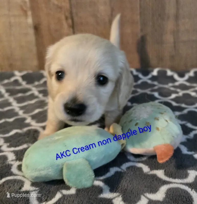 LH cream boy – Miniature Dachshund puppy for sale in Vonore, TN