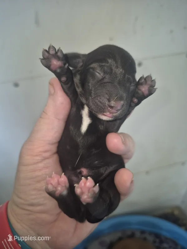 Short haired Black piebald female  – Miniature Dachshund puppy for sale in Vonore, TN
