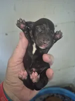 Short haired Black piebald female , a female Miniature Dachshund for sale in Vonore, TN – Photo 1 of 3