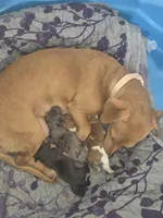 Short haired Black piebald female , a female Miniature Dachshund for sale in Vonore, TN – Photo 2 of 3