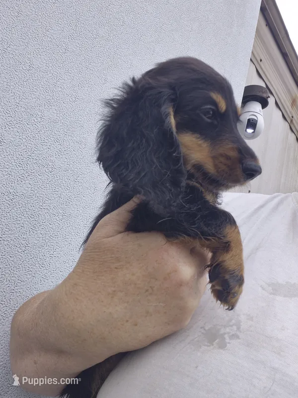 Black tan Long haired boy – Miniature Dachshund puppy for sale in Vonore, TN